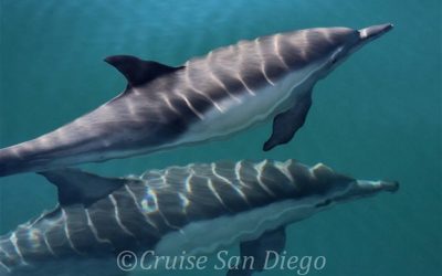 4 Types of Dolphin You Can Find Off the San Diego Coast