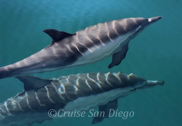 4 Types of Dolphin You Can Find Off the San Diego Coast