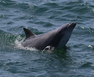 Inshore Bottlenose dolphin