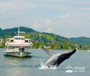 Whale watching in San Diego | Cruise SD