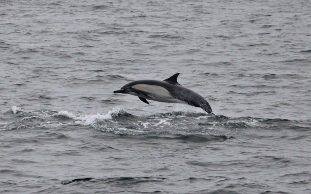 dolphin cruise san diego