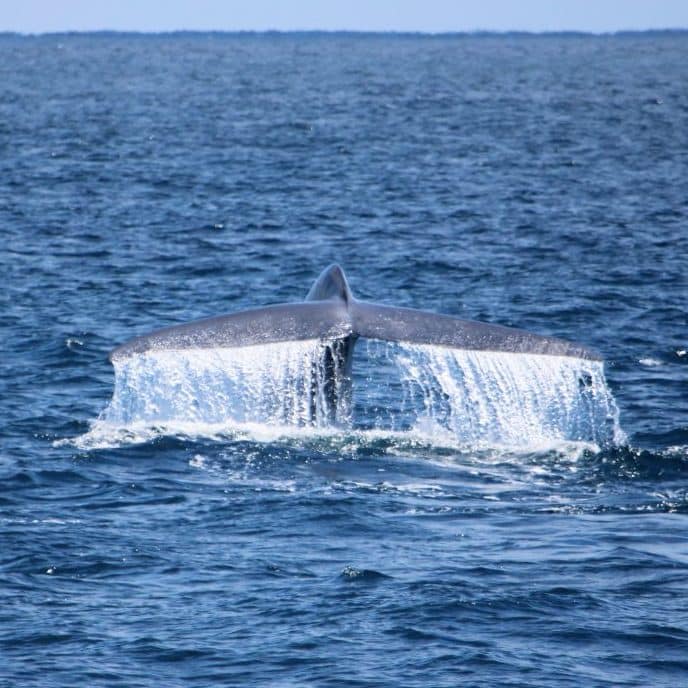 Blue whale watching tour boat charter