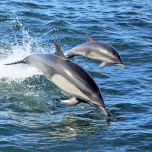 Dolphin watching tour charter boat