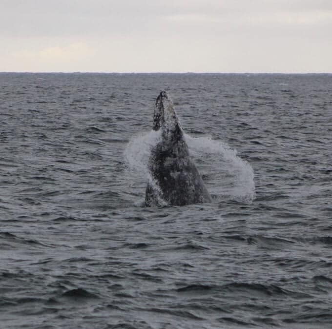 Gray whale watching tour boat charter