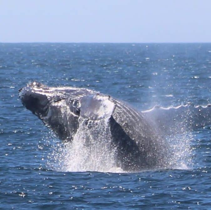 Humpback whale watching charter boat