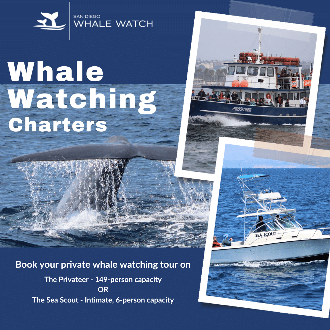 Whale Watching Charters 3
