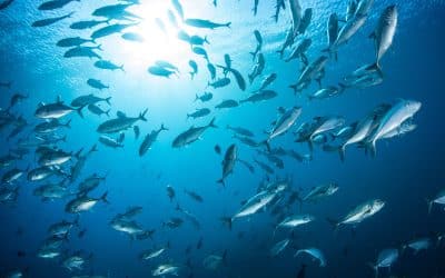 San Diego Deep Sea Fishing Charter