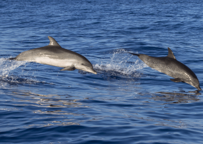 Two dolphins jumping during Cruise San Diego wildlife tour