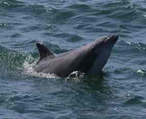 a bear is swimming in the water