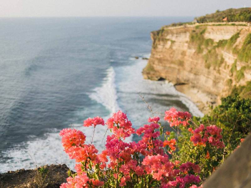 a close up of a flower on a rock near the ocean