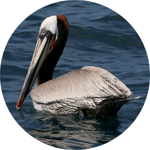 a pelican in front of a body of water