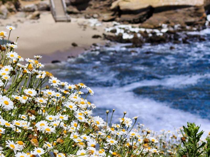 a close up of a flower garden