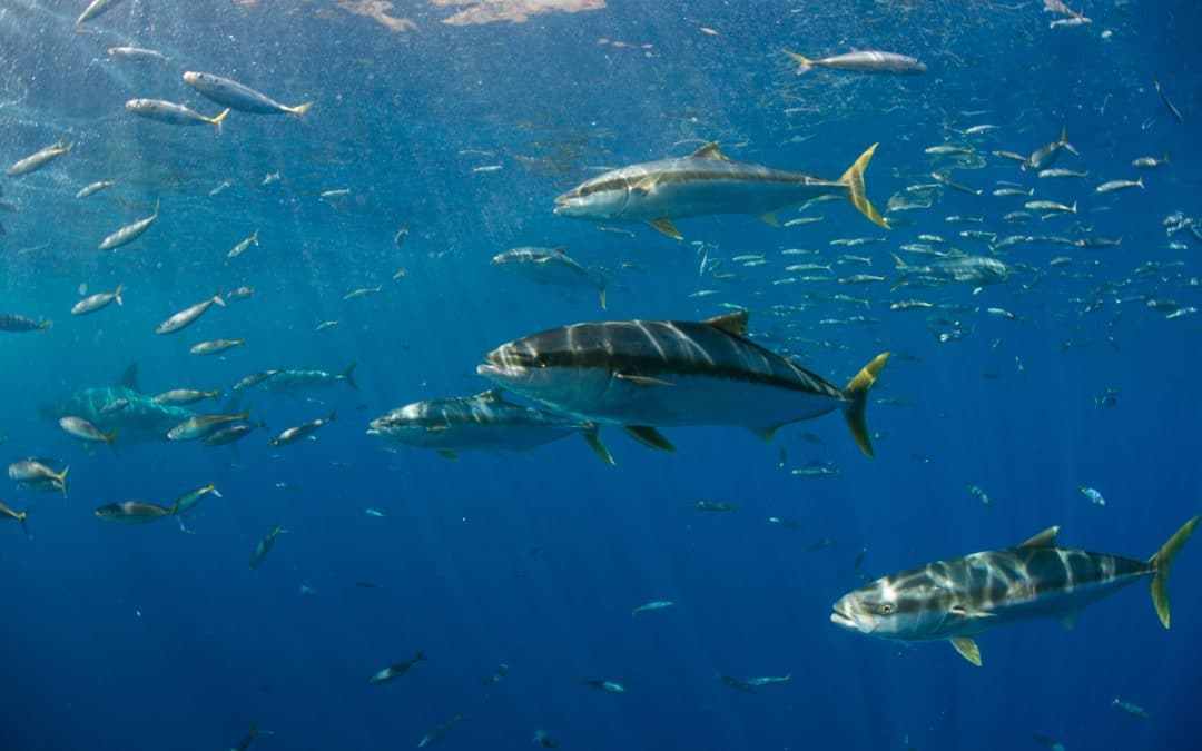 San Diego Fishing Charters - Everything You Need to Know | Cruise San Diego
