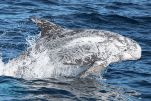 a whale swimming under water