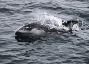 an animal swimming in the water