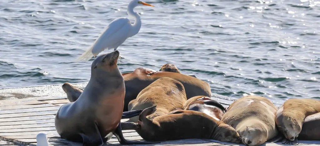 Seals resting on a dock with a white bird standing nearby by the water.